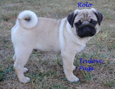 Rolo Pug