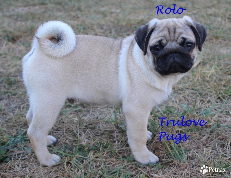 Rolo Rolo Pug