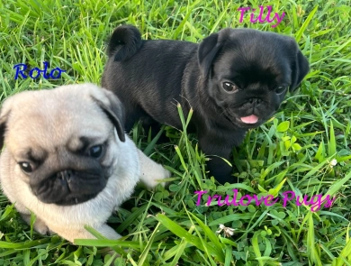 Rolo Pug