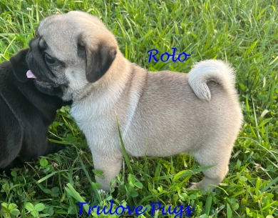 Rolo Pug