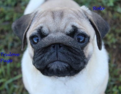 Rolo Pug