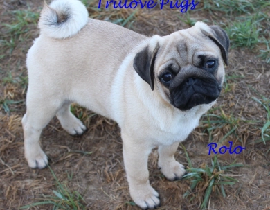 Rolo Pug