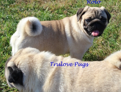 Rolo Pug