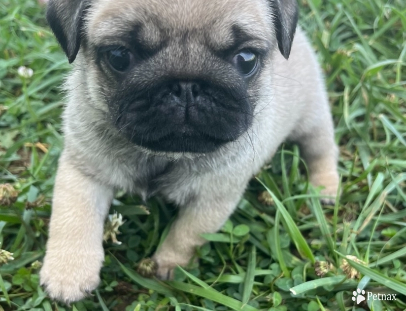 Rolo Rolo Pug