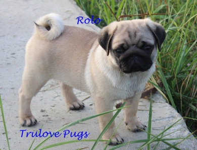 Rolo Pug