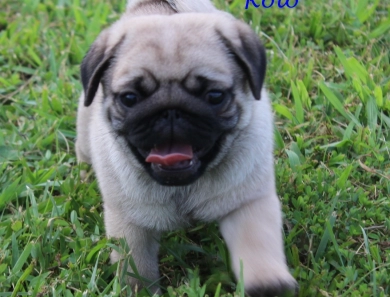 Rolo Pug