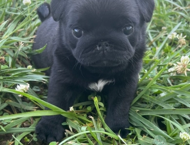 Zoey Pug