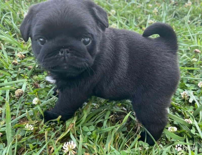 Zoey Zoey Pug