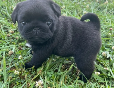 Zoey Pug