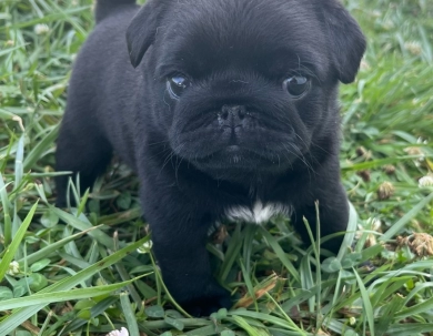 Zoey Pug