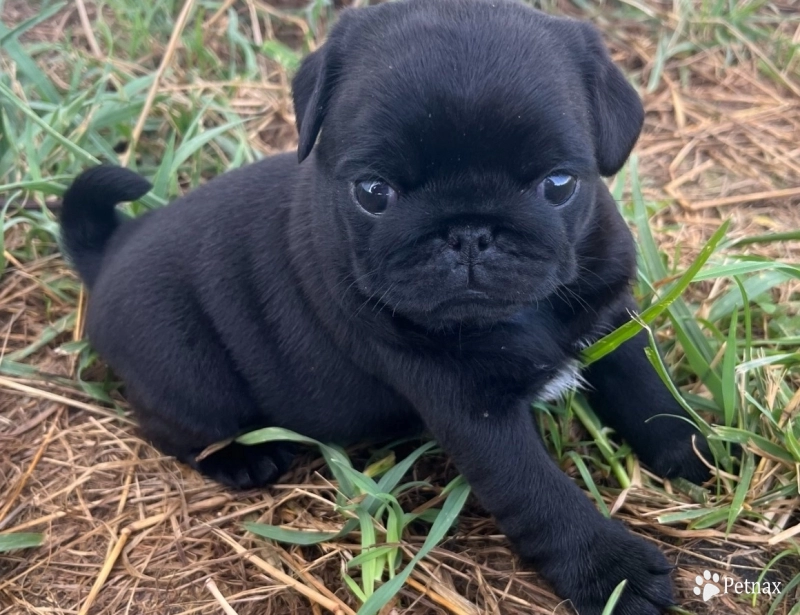 Tilly Tilly Pug