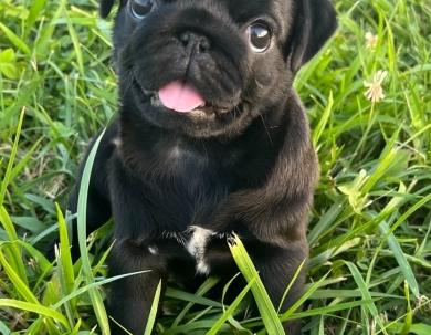 Tilly Pug