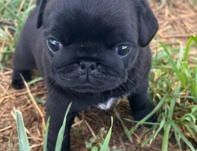 Tilly Pug