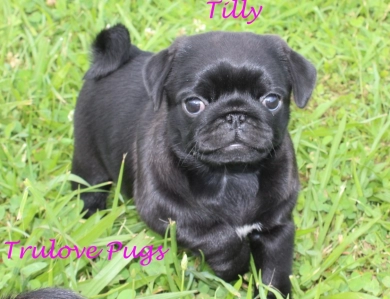 Tilly Pug
