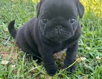 Tilly Pug