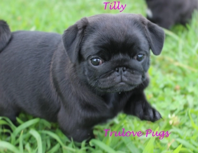 Tilly Pug