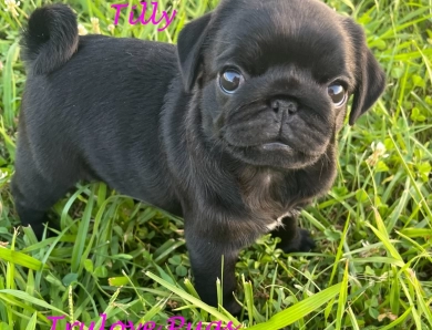 Tilly Pug
