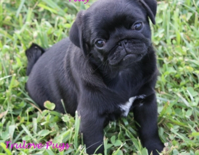Tilly