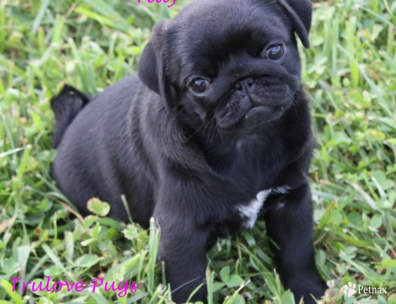 Tilly Pug