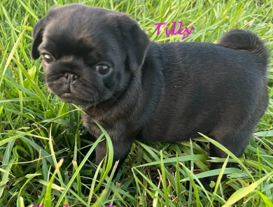 Tilly Pug