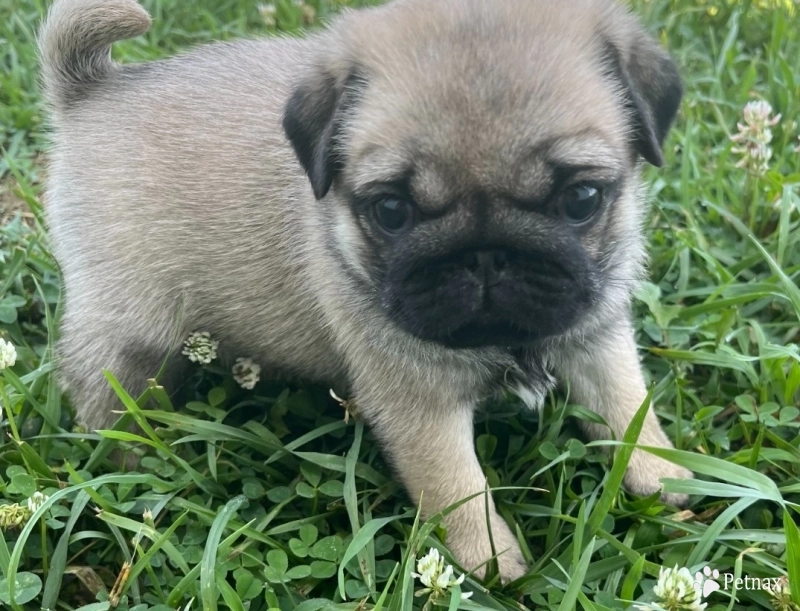 Milly Milly Pug