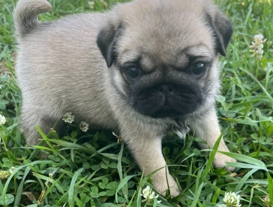 Milly Pug