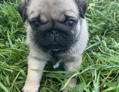 Milly Pug