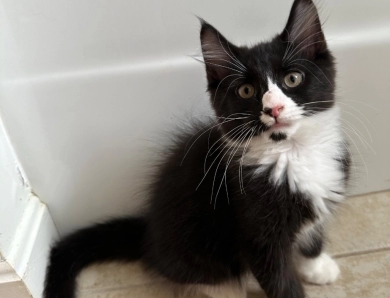 Tux