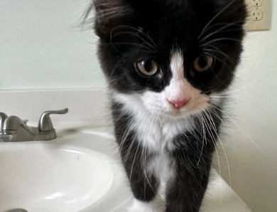 Poly Maine Coon