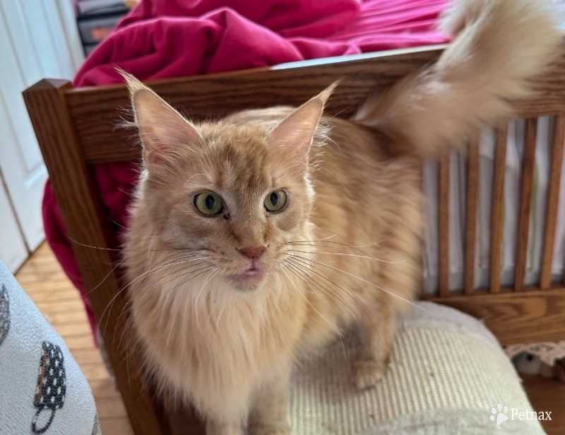 Yuvilla Yuvilla Maine Coon