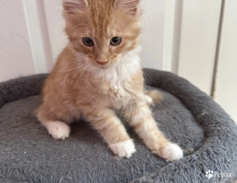 Red Red Maine Coon