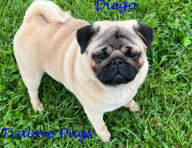 CH Diego Pug