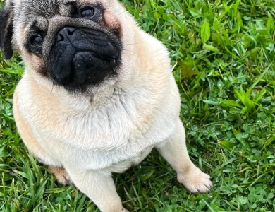CH Diego Pug