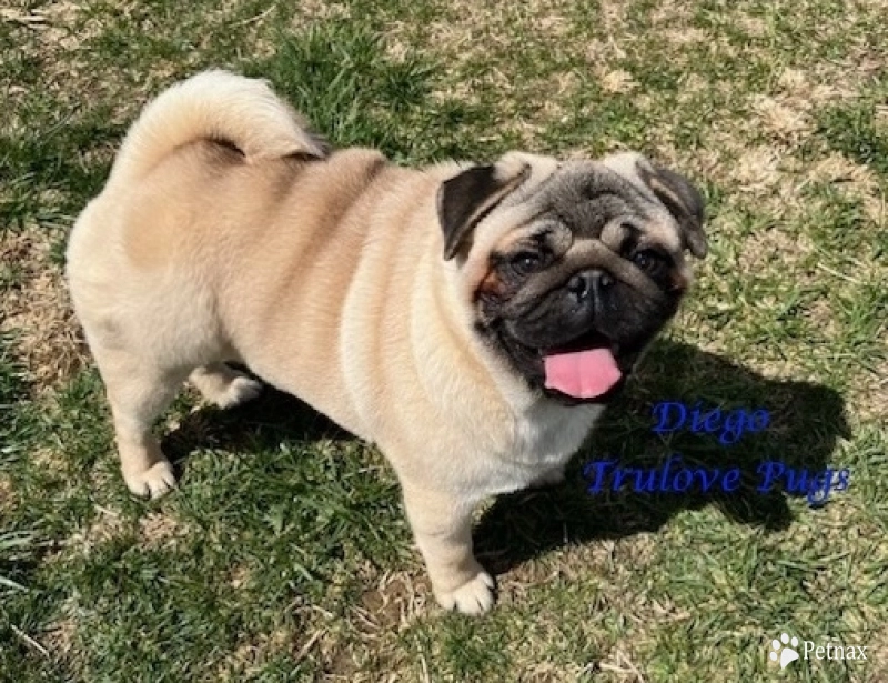 CH Diego CH Diego Pug