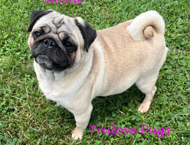 Mochi Pug