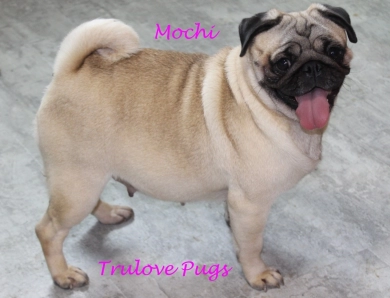Mochi Pug