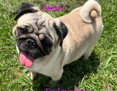 Mochi