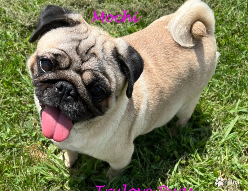 Mochi Mochi Pug