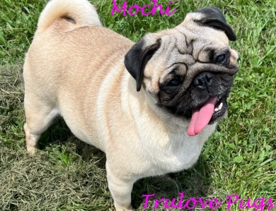 Mochi Pug
