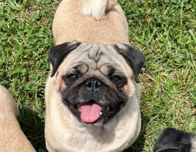 Mochi Pug