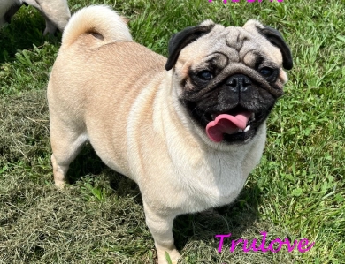 Mochi Pug