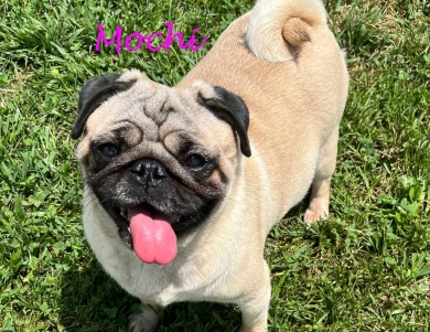 Mochi Pug
