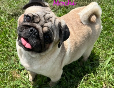 Mochi Pug