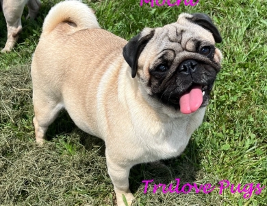 Mochi Pug