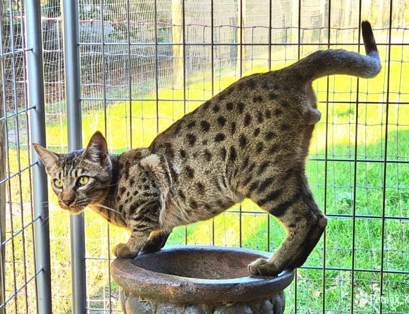 Kamari Ekon Savannah