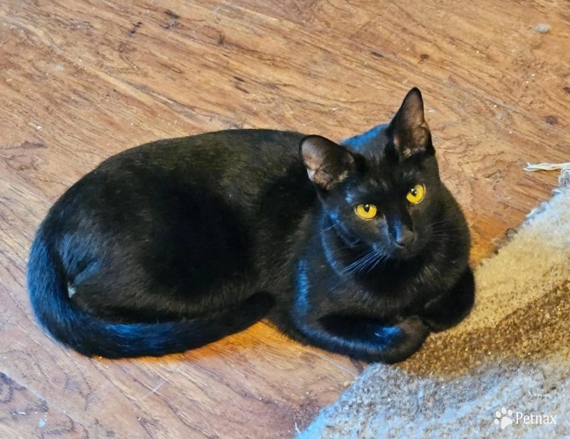 Samara Onyx Samara Onyx Savannah