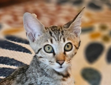 miss pink Savannah