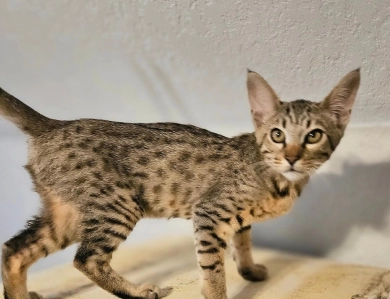 miss pink Savannah