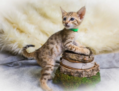 Mr Oliver Savannah