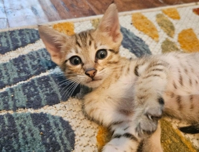 Mr Oliver Savannah